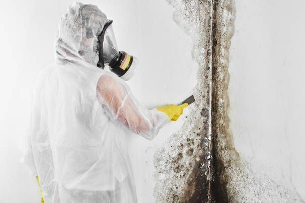 Best Health and Safety Mold Remediation in Alvord, TX