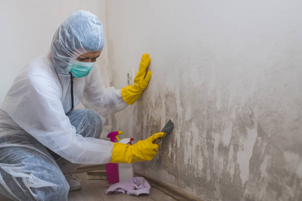 Best White Mold Remediation in Alvord, TX