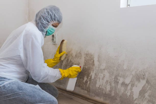 Best Attic Mold Remediation in Alvord, TX