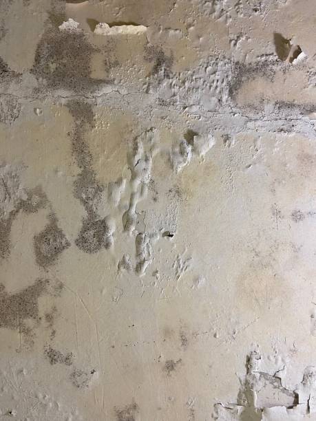 Professional Mold Remediation in Alvord, TX