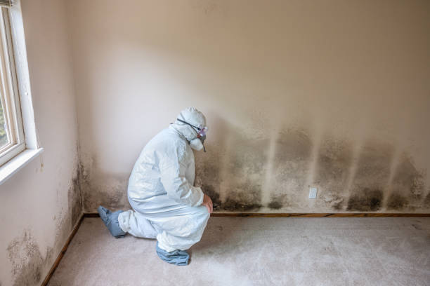 Best Post-Flood Mold Remediation in Alvord, TX