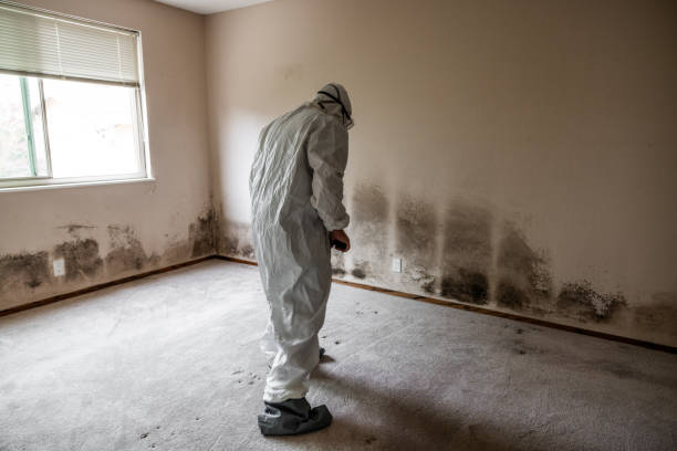 Best Insurance-Related Mold Remediation in Alvord, TX