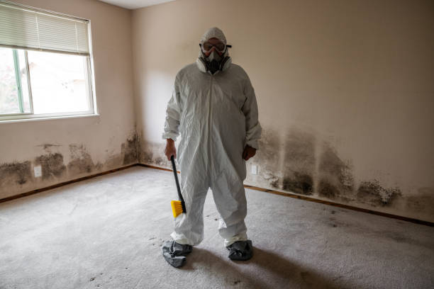 Best Basement Mold Remediation in Alvord, TX