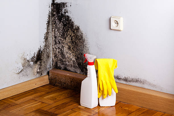 Best Emergency Mold Remediation in Alvord, TX