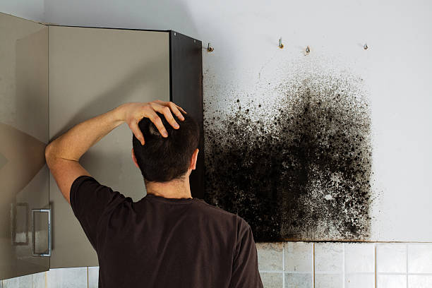 Best Mold Remediation for Schools in Alvord, TX