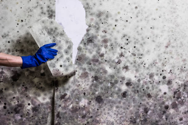 Best Kitchen Mold Remediation in Alvord, TX