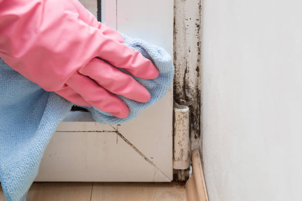 Best Post-Flood Mold Remediation in Alvord, TX